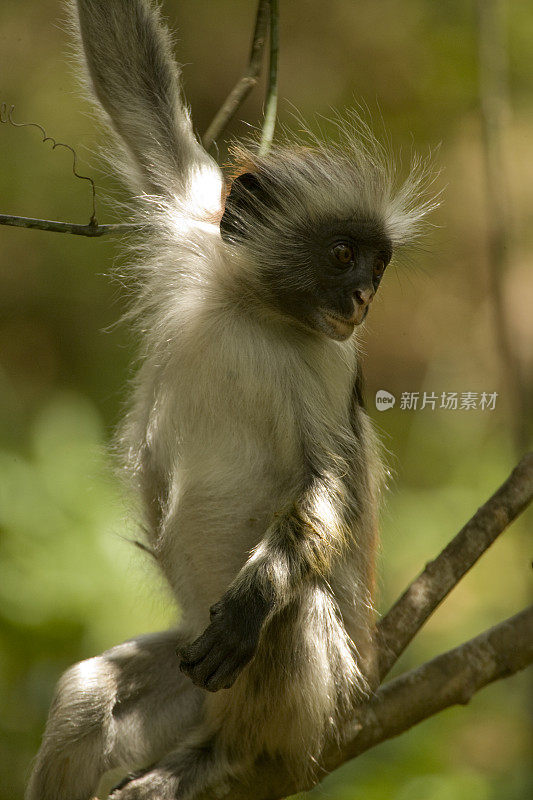 在坦桑尼亚桑给巴尔的Jozani森林保护区，Kirk的红疣猴(Procolobus kirkii)正在撒尿